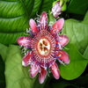 passiflora - Zenski forum